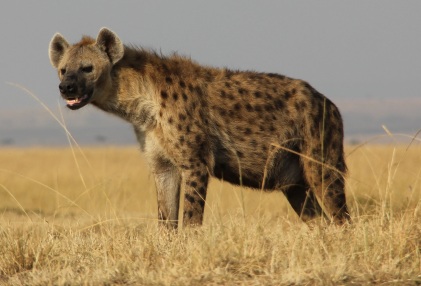 spotted-hyena-kenya